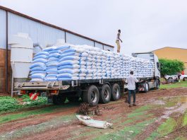 FAO staff inspecting and verifying the seed quantities before transportation to Kordofan and Darfur in Sararat Warehouse, Sudan. ©FAO/Mahmoud Shamoruk