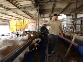 Agriculture remains a lifeline in the West Bank, yet nearly two-thirds of farming and herding families now require urgent emergency agricultural assistance. ©FAO