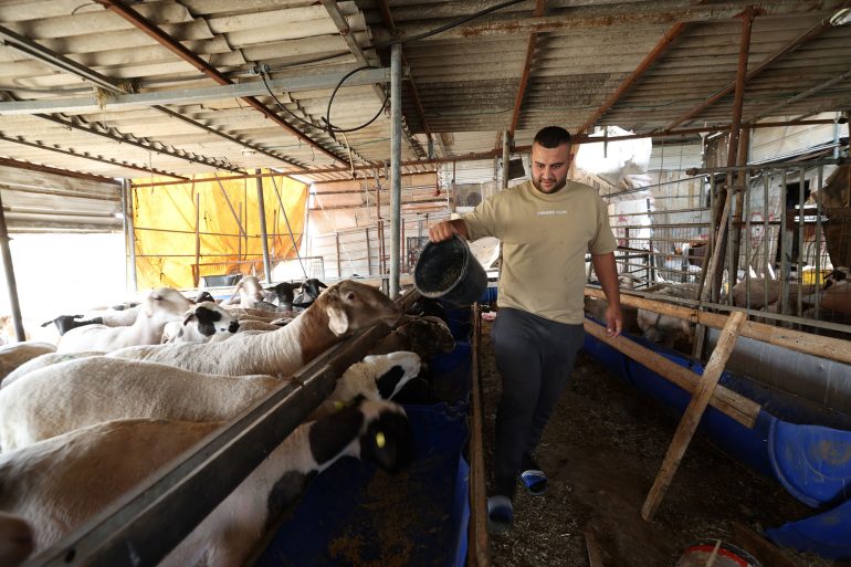 Agriculture remains a lifeline in the West Bank, yet nearly two-thirds of farming and herding families now require urgent emergency agricultural assistance. ©FAO