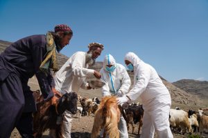 Since 2022, FAO and ADB have been supporting agricultural production, safeguarding livestock and improving food security during some of the most challenging periods in Afghanistan’s recent history.©FAO/Hashim Azizi