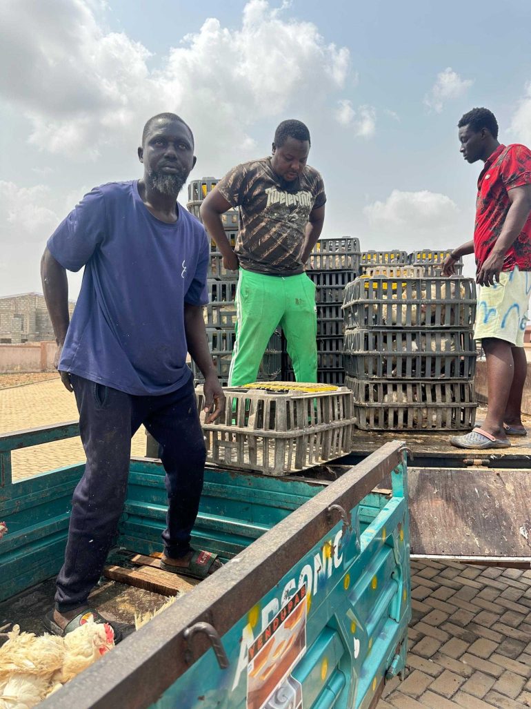 Over 9,000 broiler chicks distributed to 195 beneficiaries in Asokore-Mampong