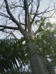 Demand for baobab fruits rises in Ziope Area  