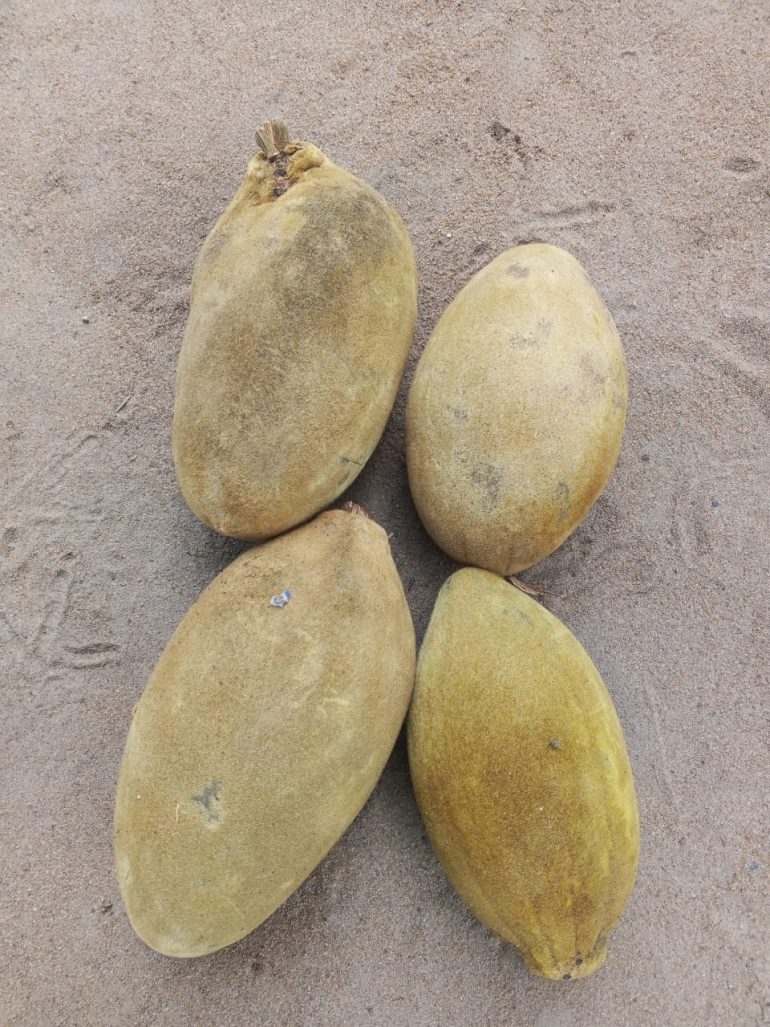 Search for baobab fruits intensifies in Agortime-Ziope as demand rises