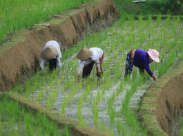 Rice farmers in Bali. ©FAO/Goran Stavrikj