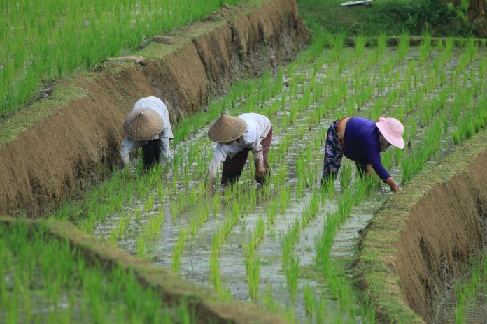 Rice farmers in Bali. ©FAO/Goran Stavrikj