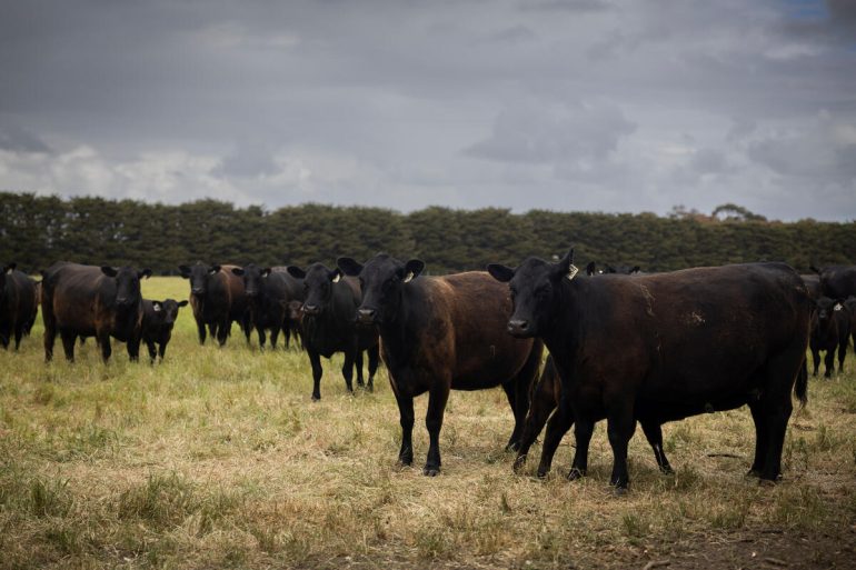 Cattle grazing in Australia. ©©FAO/Stephanie Simcox