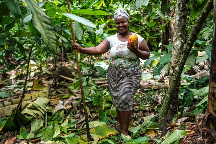 The Chocolate Island: Growing sustainable cocoa in Sao Tome (short version)