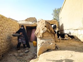 The France-supported project focuses on strengthening household food production, improving access to nutritious diets and reducing malnutrition, particularly among women and children, in earthquake-affected areas of eastern Afghanistan. ©FAO/Fahim Rahimi
