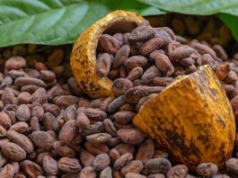 Cocoa