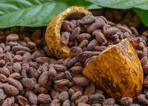 Cocoa