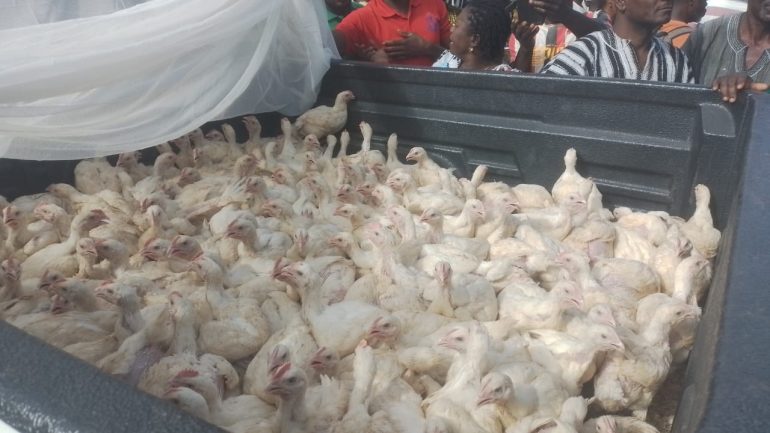 “Nkoko Nketenkete” takes off in Wenchi with distribution of 10,000 Birds