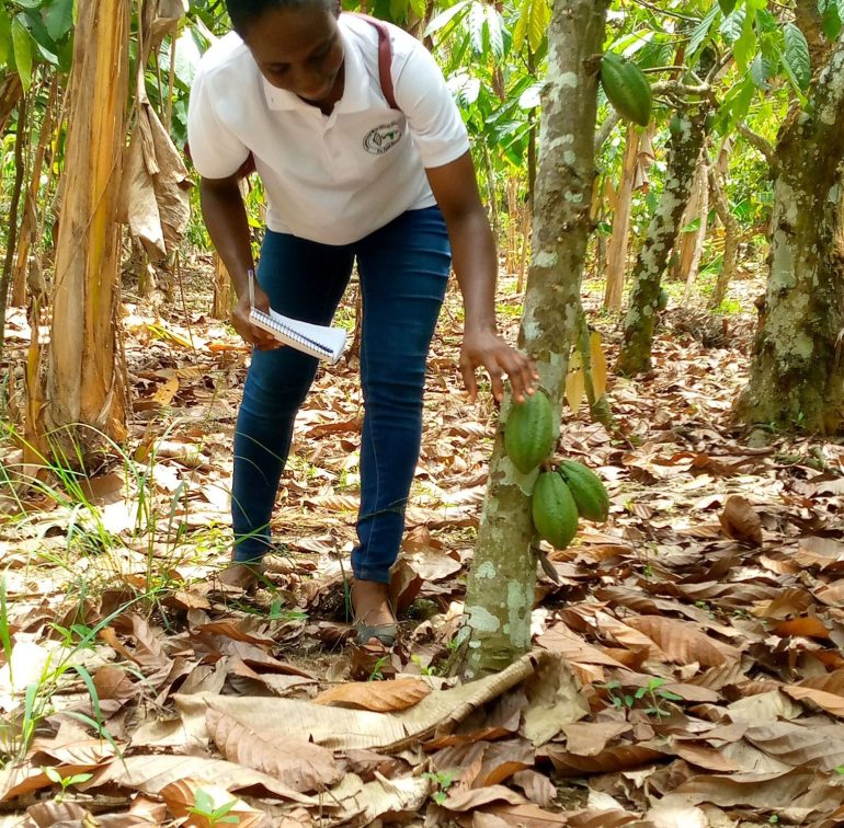 Cocoa farmers urge Ghana Cocoa Board to expedite payments