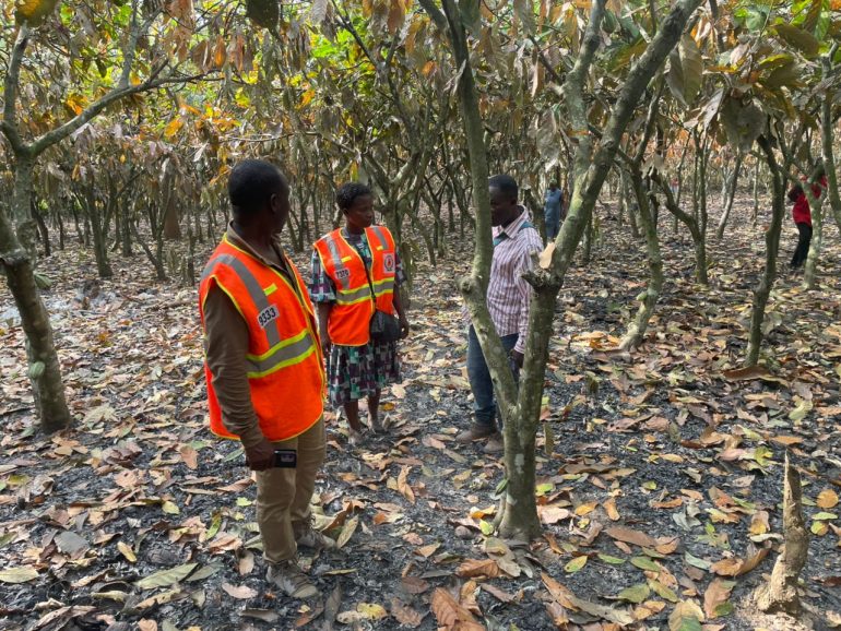 Fire destroys about 60 acres of cocoa and cashew farms in Techiman North