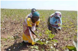 Ghana urged to establish Cotton Development Authority for textile revival 