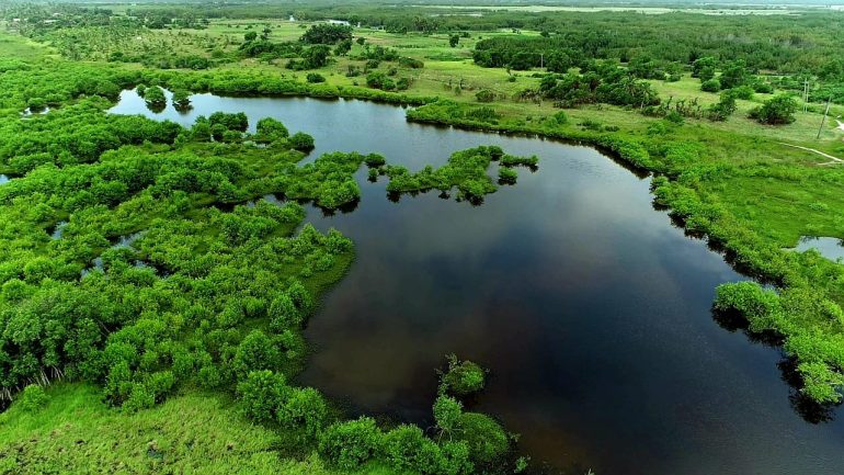 Wetlands play critical roles in ecological balance, fishery sustainability 