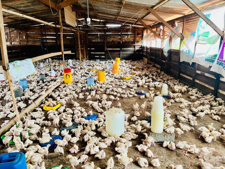 10,000 day-old chicks arrive in Tema to boost local poultry production