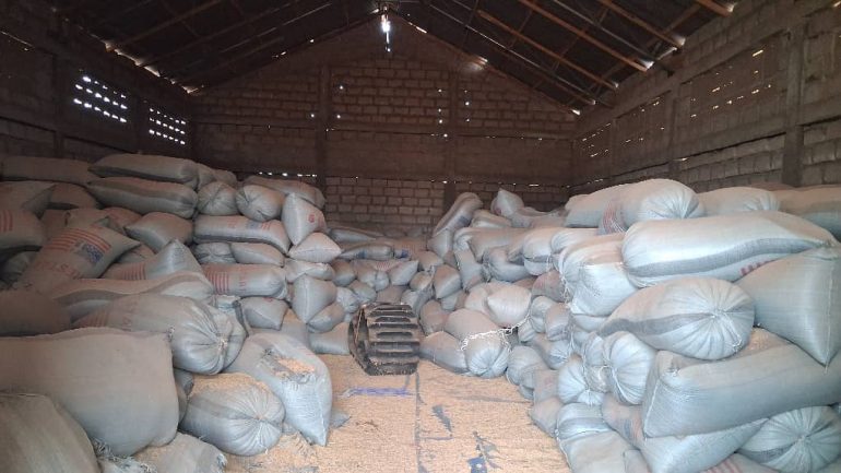 Unsold rice piles up in Navrongo as farmers face market crisis