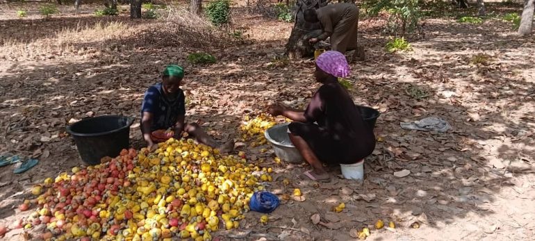 Stakeholders rally to boost cashew industry in Savannah Region