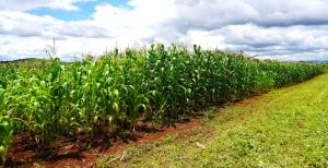 A section of the field trial showcasing clear variations in maize growth resulting from the application of different nitrogen and phosphorus fertilizer regimens at a field trial under Zimbabwe’s sustainable soil management programme.
©FAO/Kevin Mazorodze