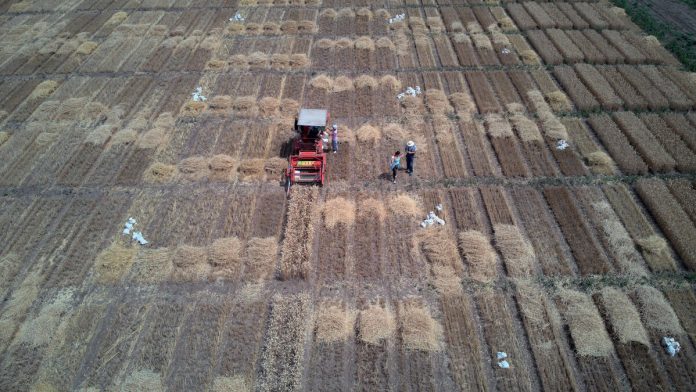 A wheat field in Serbia. ©FAO/Blagoje Grujic