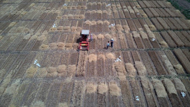 A wheat field in Serbia. ©FAO/Blagoje Grujic