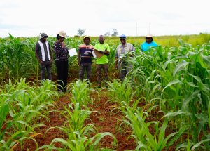 FAO and CSRI agricultural technical experts record observations on crop performance under varying fertilizer treatments during ongoing sustainable soil management trials in Kadoma, part of Zimbabwe’s field‑level implementation of the Global South initiative. © FAO/Kevin Mazorodze