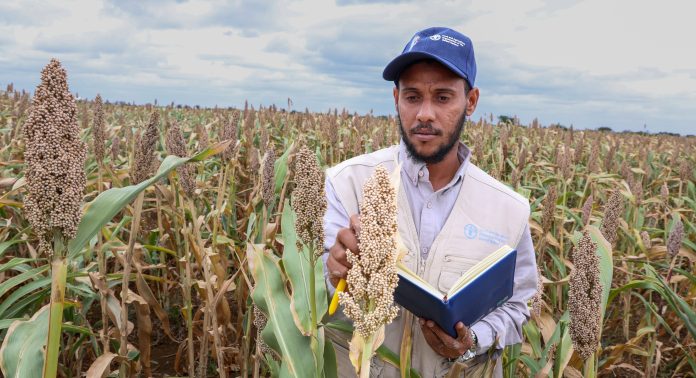 Seed multiplication in Baidoa, Somalia under the project Strengthening Emergency Preparedness and Response to Food Crisis (SEPAREF), implemented by FAO with funding from the African Development Bank. ©FAO/Abdillahi Hassan Jama