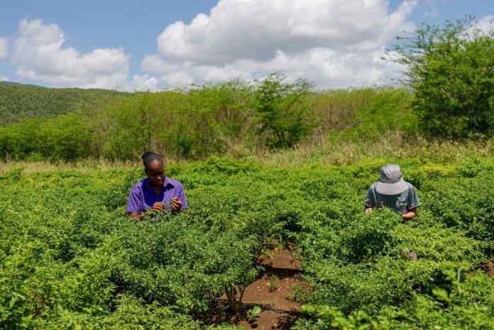The project will reach more than 700,000 beneficiaries (around half of whom are women) across six central parishes in Jamaica. ©FAO/Denni Visuals