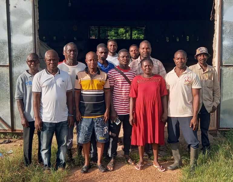 Rice Farmers in Afadzato South face losses amid processing challenges