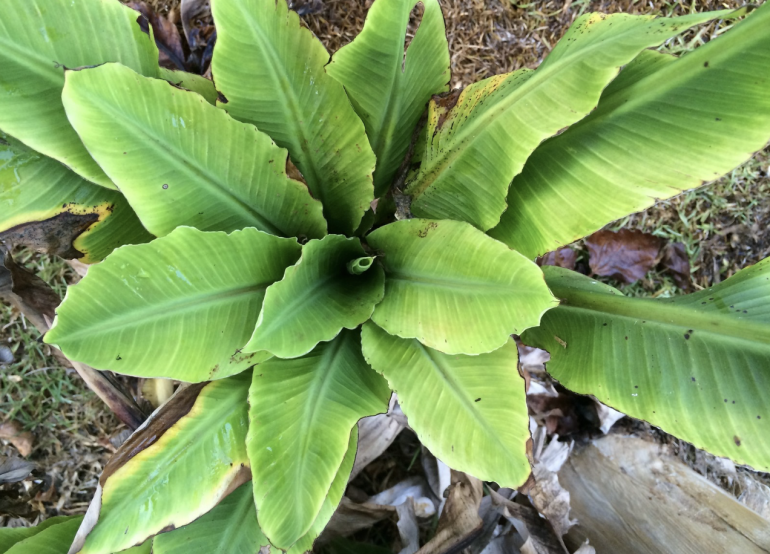 Ghana steps up efforts to prevent Banana Bunchy Top Disease