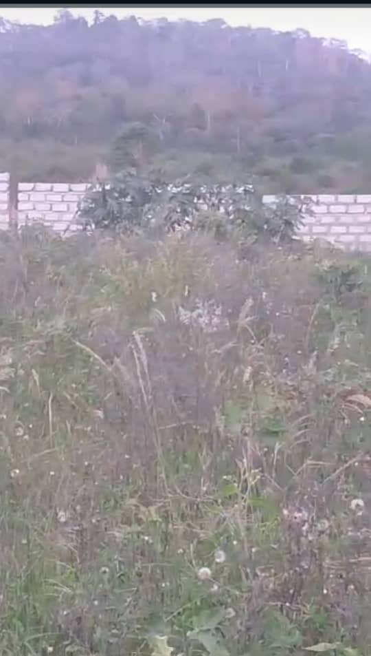 Kwiedabanyi Forest under threat as Chiefs seek gov’t protection