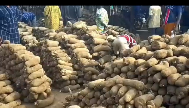 Rotting yams, rising losses: Lanja farmers seek gov’t support