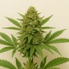 Cannabis