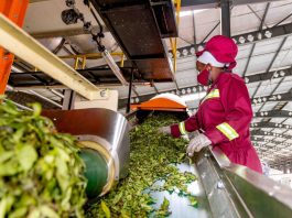 African small and medium agricultural enterprises, in particular, lack access to finance because they are too big for microfinance and too small for banks. ©FAO/Jean Baptiste Nkurunziza