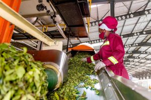 African small and medium agricultural enterprises, in particular, lack access to finance because they are too big for microfinance and too small for banks.©FAO/Jean Baptiste Nkurunziza