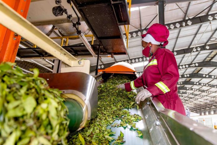 African small and medium agricultural enterprises, in particular, lack access to finance because they are too big for microfinance and too small for banks. ©FAO/Jean Baptiste Nkurunziza