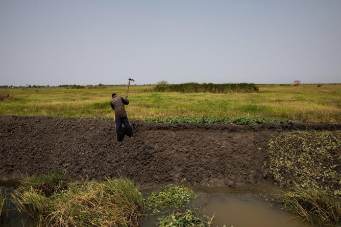 In South Sudan, a farmer grows sweet potatoes on a dyke. ©FAO/Akuot Mayak In South Sudan, a farmer grows sweet potatoes on a dyke. ©FAO/Akuot Mayak