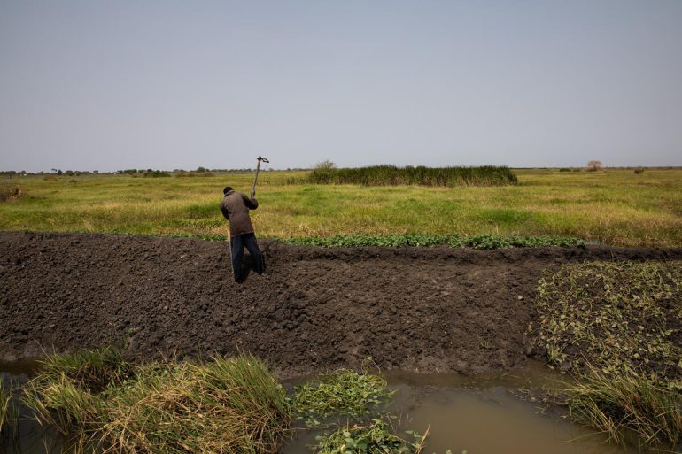 In South Sudan, a farmer grows sweet potatoes on a dyke. ©FAO/Akuot Mayak