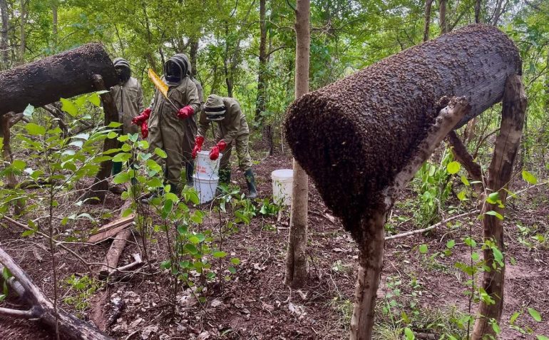 Bees for Development Ghana promotes beekeeping for jobs, biodiversity