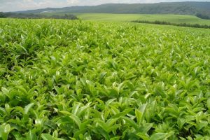 Climate change threatens Kenya’s tea industry, report warns