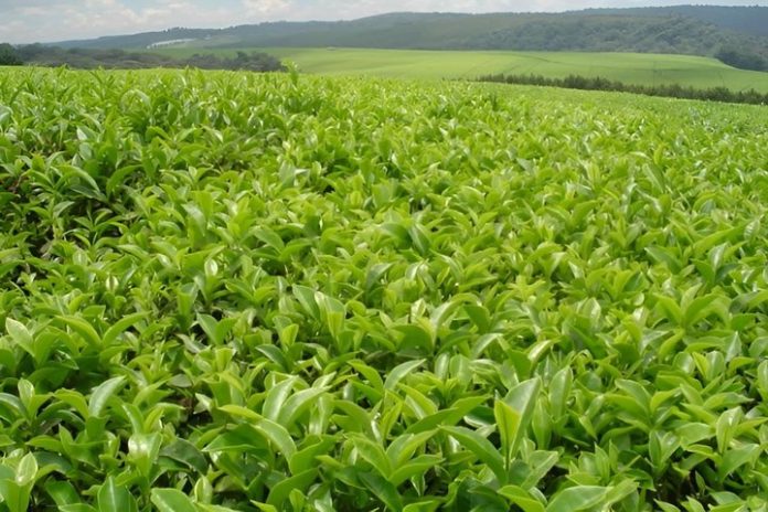 Climate change threatens Kenya’s tea industry, report warns  