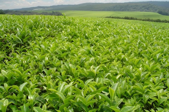 Climate change threatens Kenya’s tea industry, report warns  