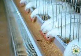 ‘Akoko Nkitinkiti’ to Boost Poultry Production in Akatsi South — MCE 