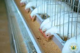 ‘Akoko Nkitinkiti’ to Boost Poultry Production in Akatsi South — MCE 