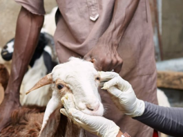 ©FAO Nigeria