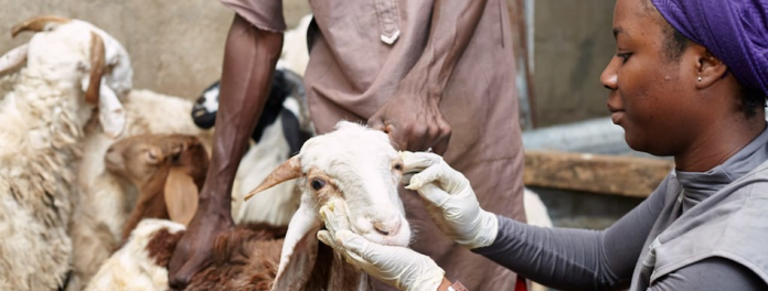 ©FAO Nigeria