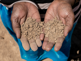 Somalia faces renewed famine risk as 6 million people hit by acute hunger – FAO Food insecurity and malnutrition worsen across Somalia as the first famine risk since the 2022 crisis is confirmed amid the compounding effects of multiple shocks. ©FAO