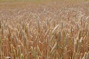 The FAO Cereal Price Index rose by 0.8 percent from March, reflecting higher prices across major cereals.©FAO / Emilija Marić