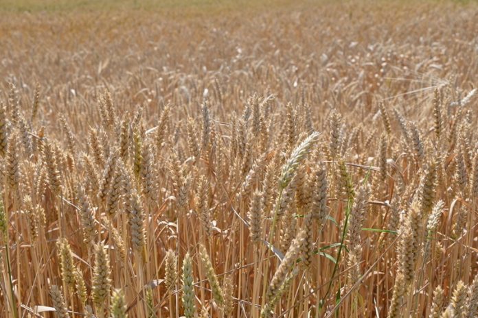 The FAO Cereal Price Index rose by 0.8 percent from March, reflecting higher prices across major cereals. ©FAO / Emilija Marić The FAO Cereal Price Index rose by 0.8 percent from March, reflecting higher prices across major cereals. ©FAO / Emilija Marić