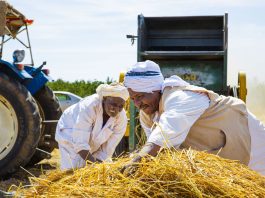 Farmers gather rice panicles into bundles before lifting them toward the threshing machine, Al-Alyab agricultural project, River Nile State, Sudan, January 2026. ©FAO / Shuaib Shamrouk